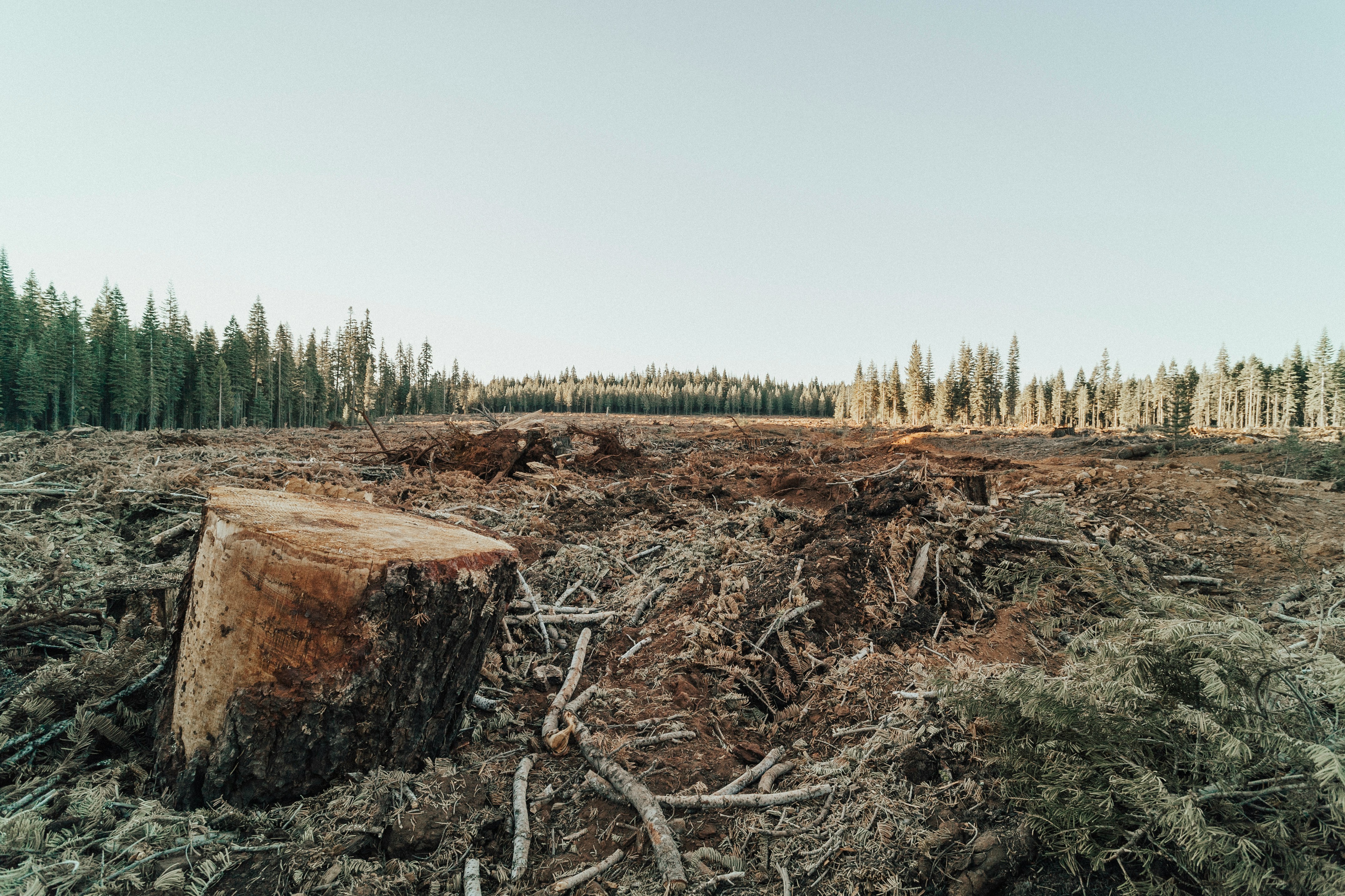 Deforestation and environmental damage